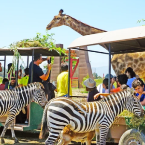 Tour Parque Safari