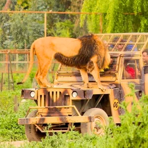 Full Experience Parque Safari